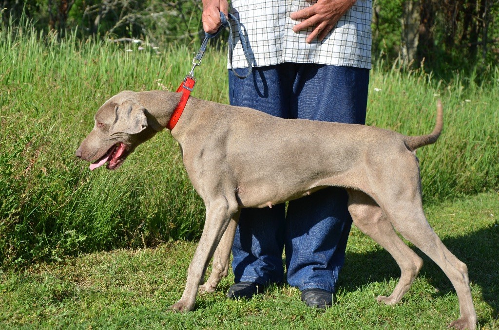 Publication : du Reflet de la Lune d'Argent Auteur : PROPRIETAIRE