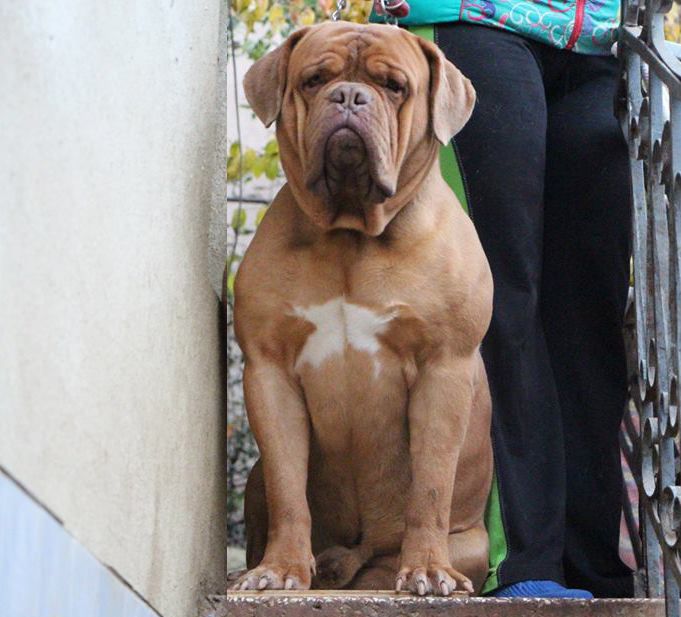 CH. Yudzhin yustas solaris (Sans Affixe)