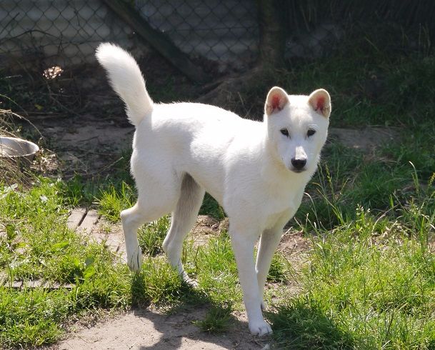 Publication : des Seigneurs d'Orient Auteur : seigneur_orient