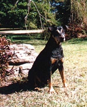 CH. deutschpin Black baron