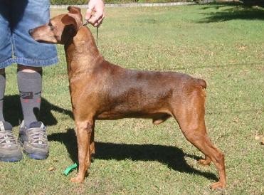 CH. meisterpin Gustav