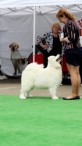 gold charm Gloria grand