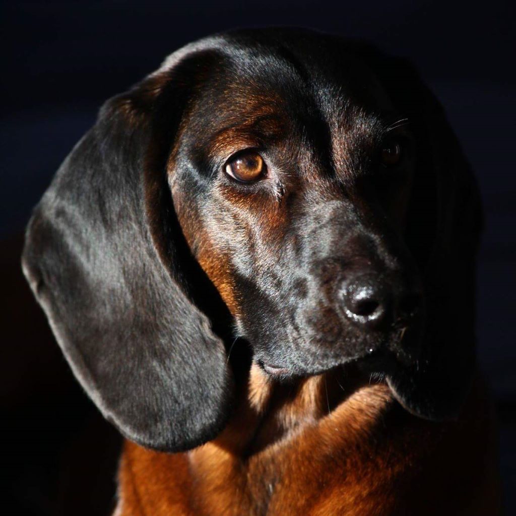 Publication : de l'aile Rousse 