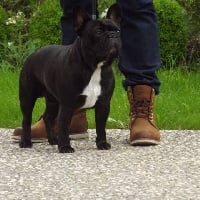 Étalon Bouledogue français - Iambo De sand-pam