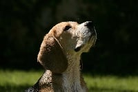 Étalon Beagle - Jumper de Mont Joui