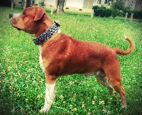 Étalon American Staffordshire Terrier - M'tyson djo (Sans Affixe)