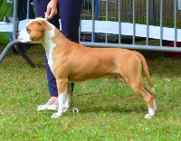 Étalon American Staffordshire Terrier - Menphis Du Domaine De Roujus