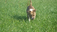 Étalon American Staffordshire Terrier - Jeena Du Motou D'Argent