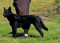 Étalon Australian Kelpie - Joy tooflas de la Forêt des Quatre Seigneurs