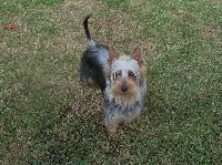 Étalon Australian Silky Terrier - Myxiane du parc Camilliacus