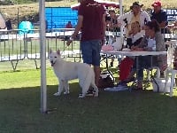 Étalon Berger Blanc Suisse - Lovejoy der Weibe Stern