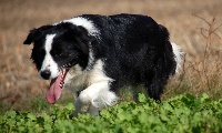Étalon Border Collie - Marures miracle girl Off border hill