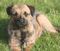 Étalon Border Terrier - Izzy Des petites nouches