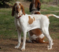 Étalon Braque Italien - Olympe de la maison d'Omer