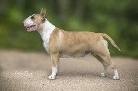 Étalon Bull Terrier - CH. Lolita red girl sansa Des Terres D'aphrodite