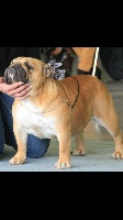 Étalon Bulldog Anglais - Mamba-moon Bull Des Chandelaines