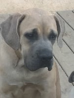 Étalon Cane Corso - Moxie Des Seigneurs De Sparte