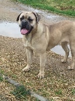 Étalon Cane Corso - Lola des Hautes Clauzes