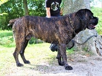 Étalon Cane Corso - Logan De La Demeure De Dexter