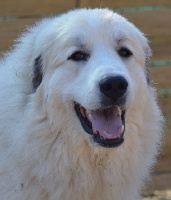 Étalon Chien de Montagne des Pyrenees - Amanda red sunset