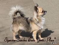 Étalon Chihuahua - CH. Jupka Souvenir Cheyenne