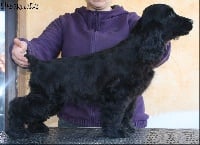 Étalon Cocker Spaniel Anglais - Gamin de l'Isle aux Lutins