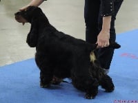 Étalon Cocker Spaniel Anglais - Hamilton de l'Orme à Lieue