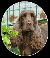 Étalon Cocker Spaniel Anglais - H'elwing m des tilleuls d'Arbageas