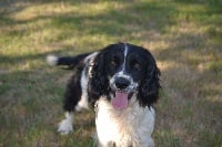 Étalon English Springer Spaniel - Sologne Hunters's Lotus