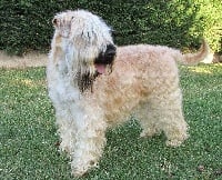 Étalon Irish Soft Coated Wheaten Terrier - Antoinette fleur de montagnes