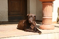 Étalon Labrador Retriever - Izarra des hauts de campardon