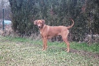 Étalon Rhodesian Ridgeback - Merigal's Daya