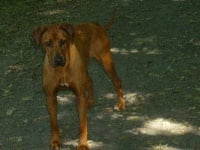 Étalon Rhodesian Ridgeback - Lady du Soleil Doux