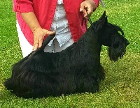 Étalon Scottish Terrier - CH. Verascott Men in black