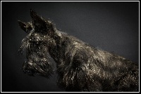 Étalon Scottish Terrier - Jannet-just you du Clan Des Bigoudens
