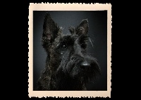 Étalon Scottish Terrier - Jill just a girl du Clan Des Bigoudens