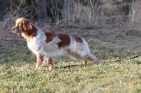 Étalon Setter Anglais - Idee de la Garvette