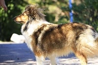 Étalon Shetland Sheepdog - Lady lizana Des mille eclats des tournesol