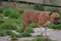 Étalon Staffordshire Bull Terrier - Lady got (Sans Affixe)