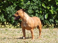 Étalon Staffordshire Bull Terrier - Mandy staffbull new project