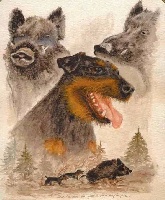 Étalon Terrier de chasse allemand - Excel dite lili (Sans Affixe)