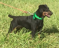 Étalon Terrier de chasse allemand - Jenny du mont cherrey