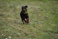 Étalon Terrier de chasse allemand - Lutece De La Petite Gondelaine