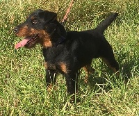 Étalon Terrier de chasse allemand - CH. Jango de la vallée de la Blaise