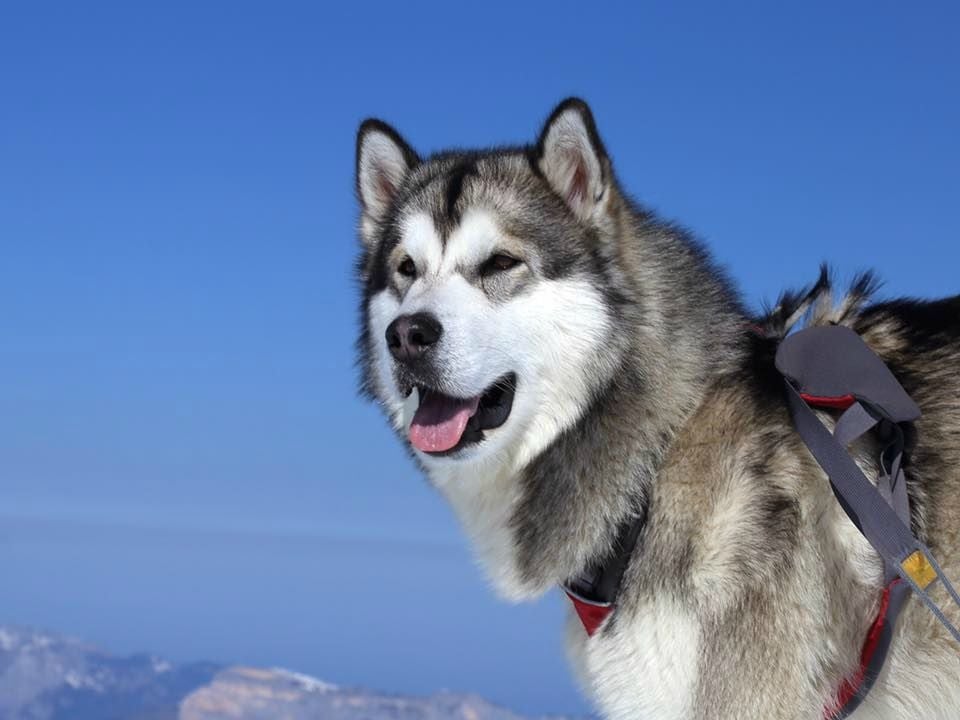 Publication : Alaskan Diamond Auteur : Ch. VOISIN