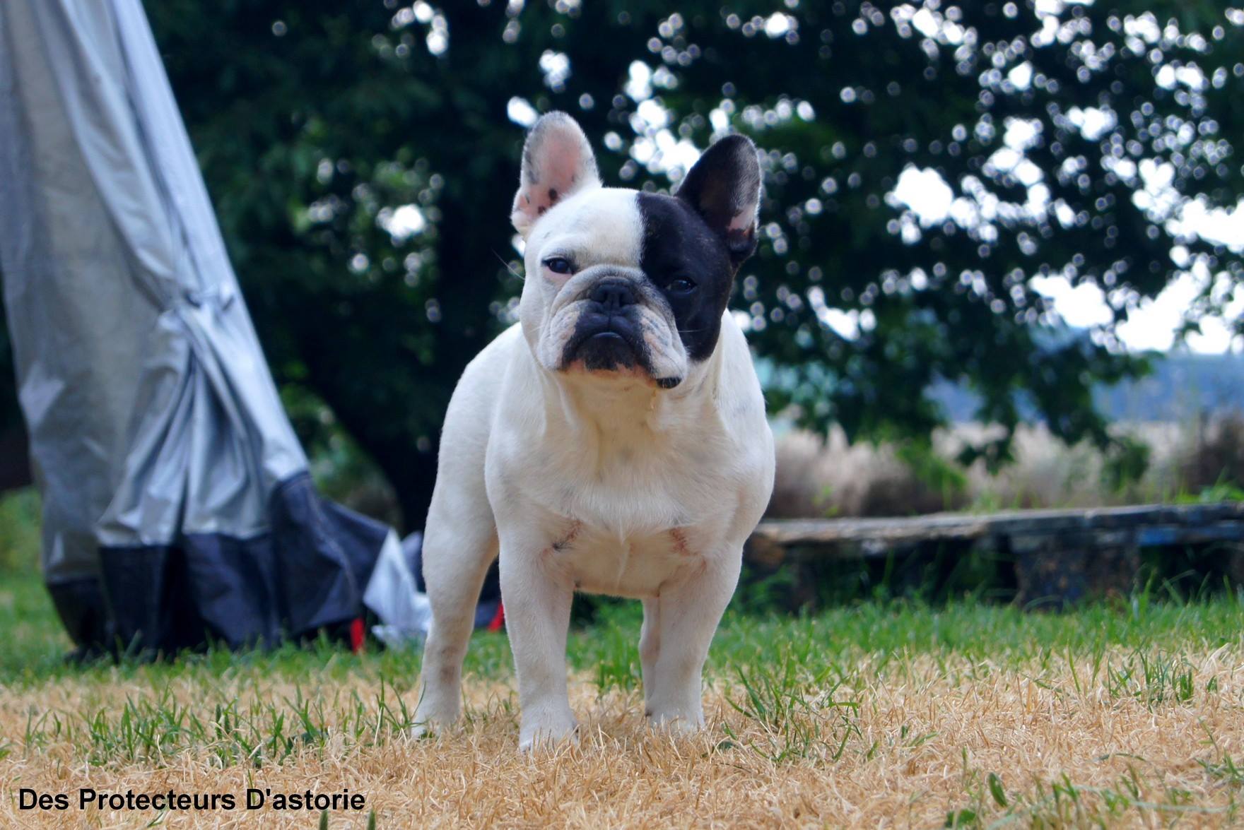 Les passantes Des Protecteurs D'astorie