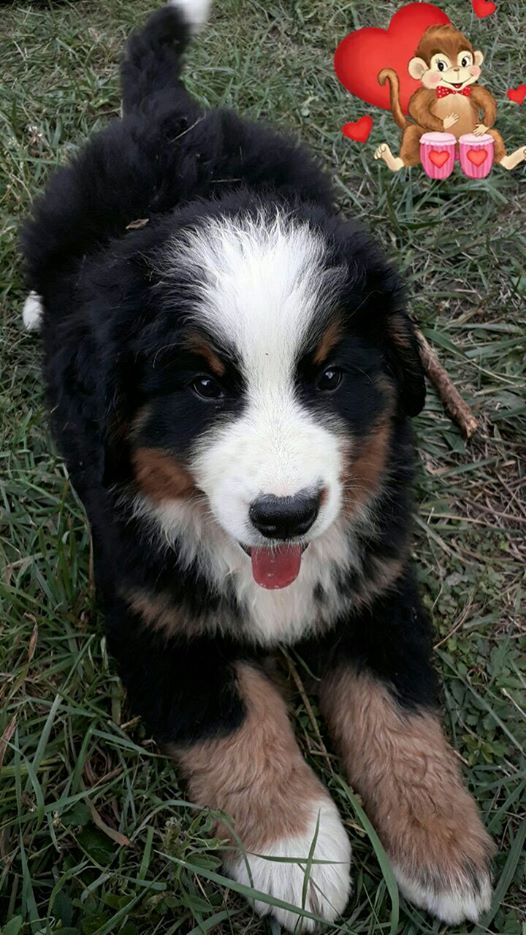 Publication : du Domaine du Lanthenay 