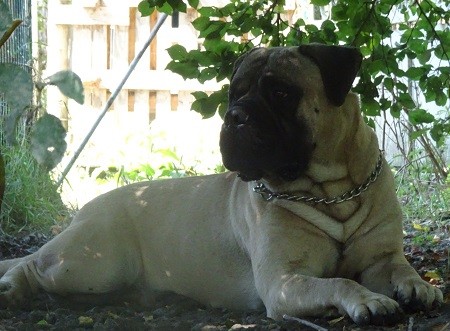 Publication : Sweetness Queen Of Dogs Mastiff Auteur : christian grelet