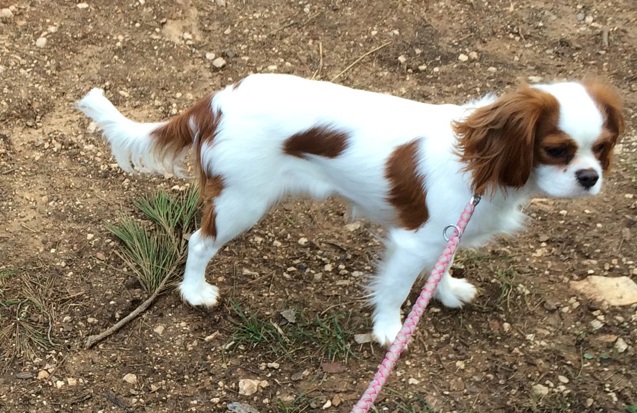 Publication : des Cavaliers De Saint Clou 