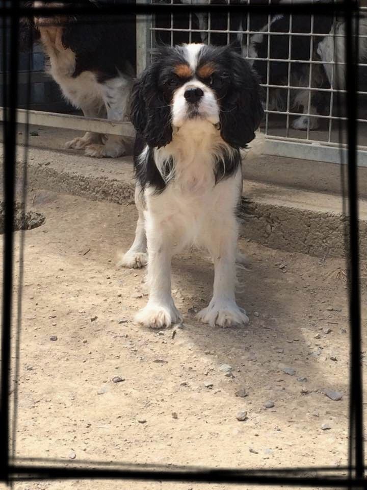 Manon Des legendes de zazelle